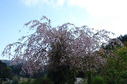 しだれ桜 
